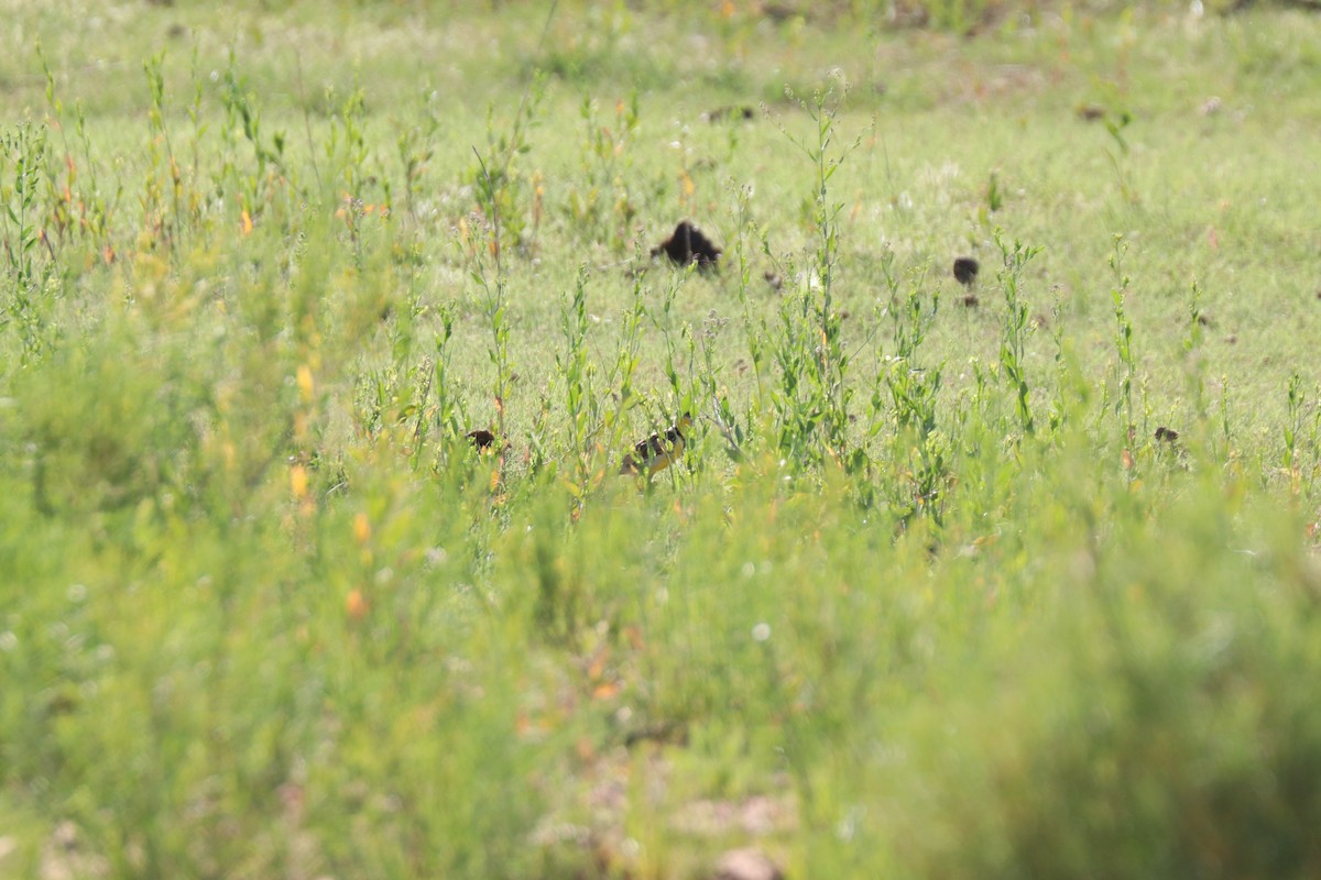 Western Meadowlark - ML620678824