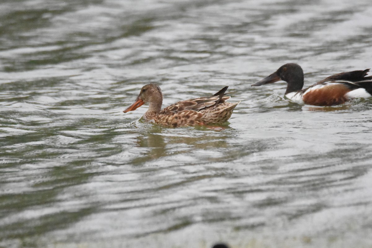 Canard souchet - ML620678825