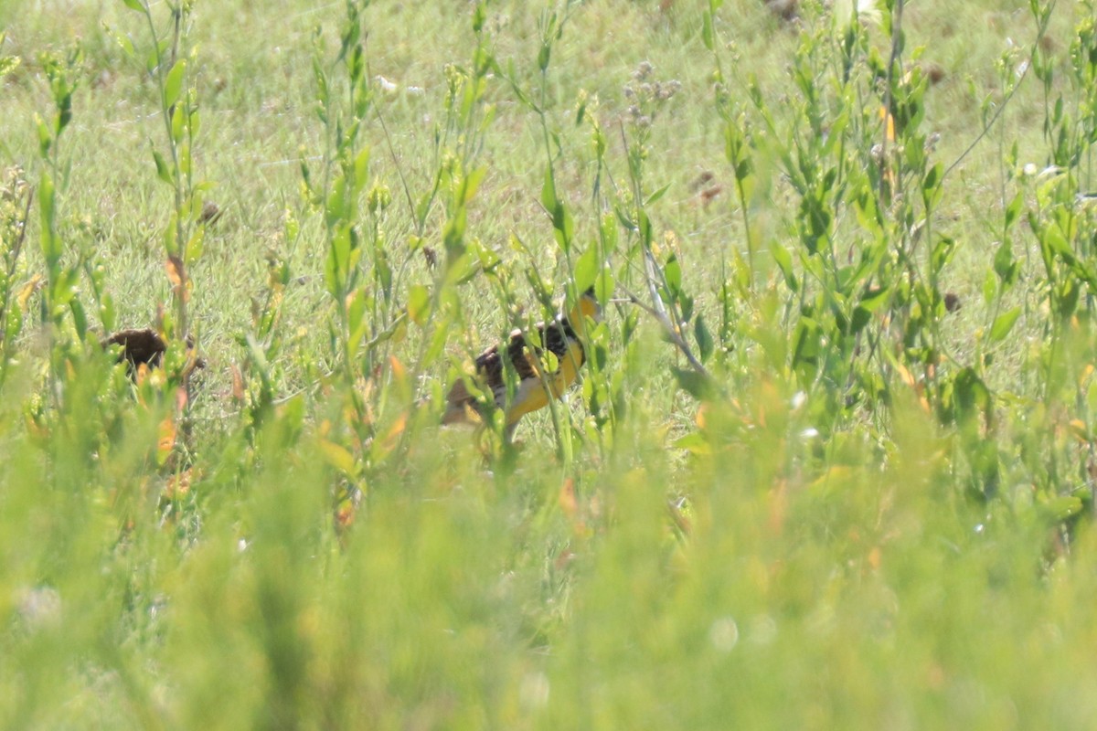 Western Meadowlark - ML620678826