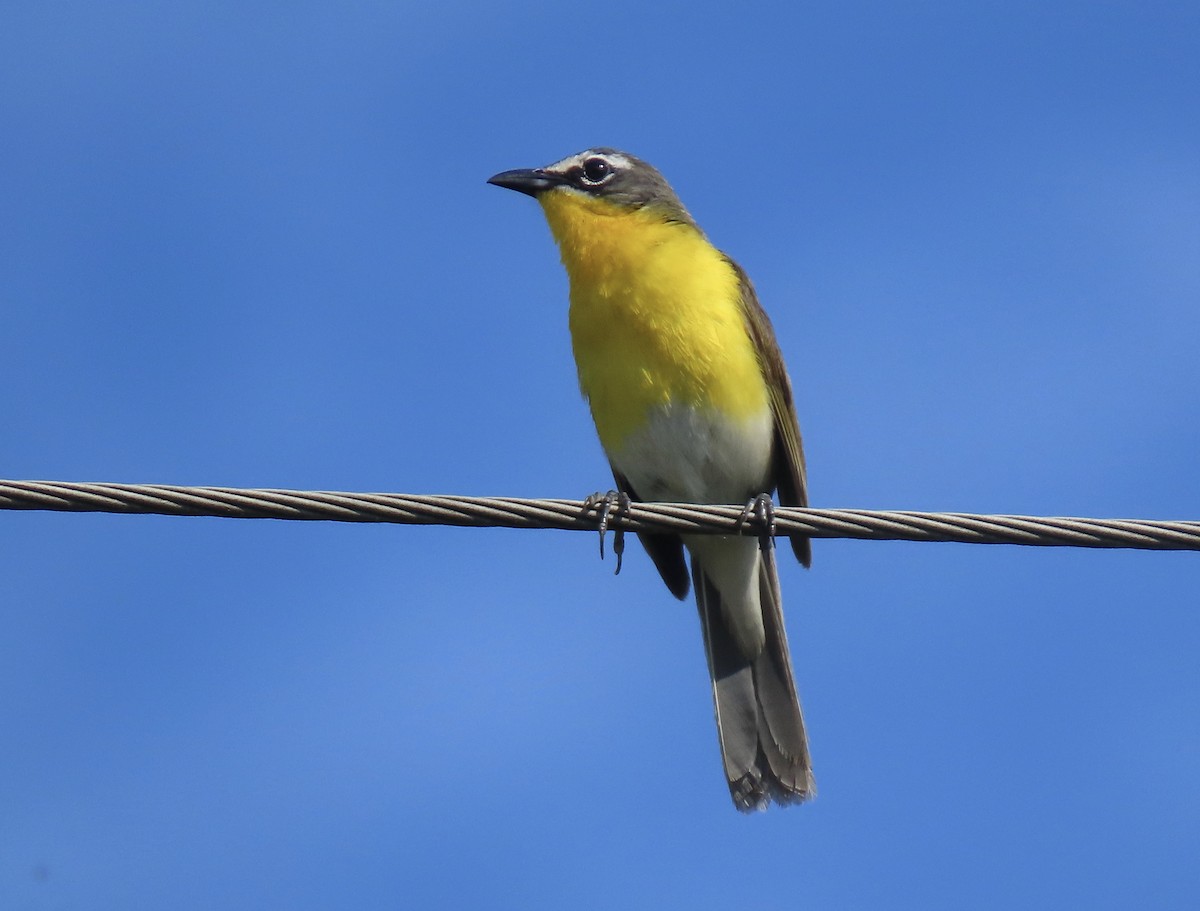 Yellow-breasted Chat - karen pinckard