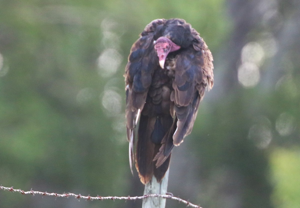 Turkey Vulture - ML620678831