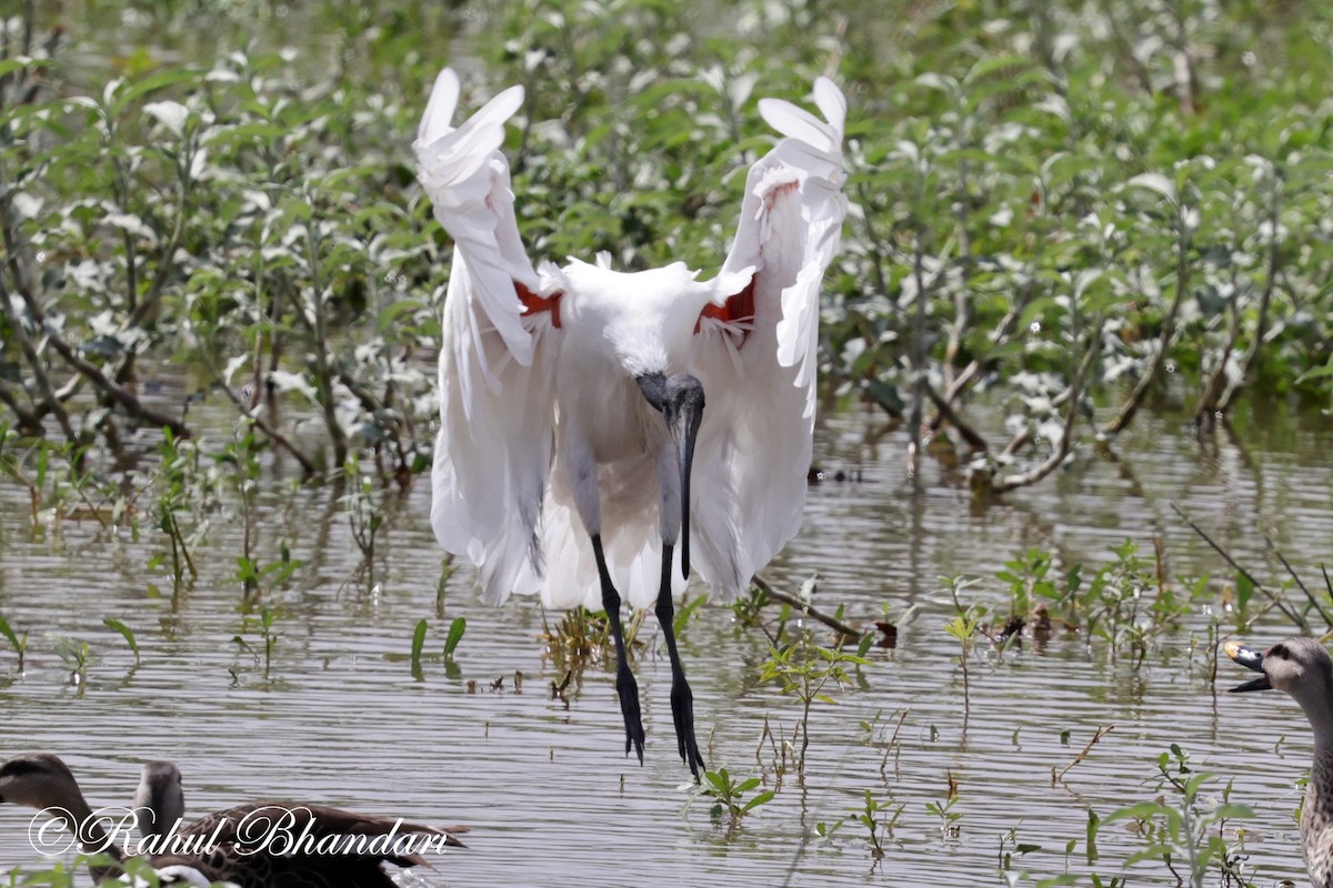 Black-headed Ibis - ML620678836