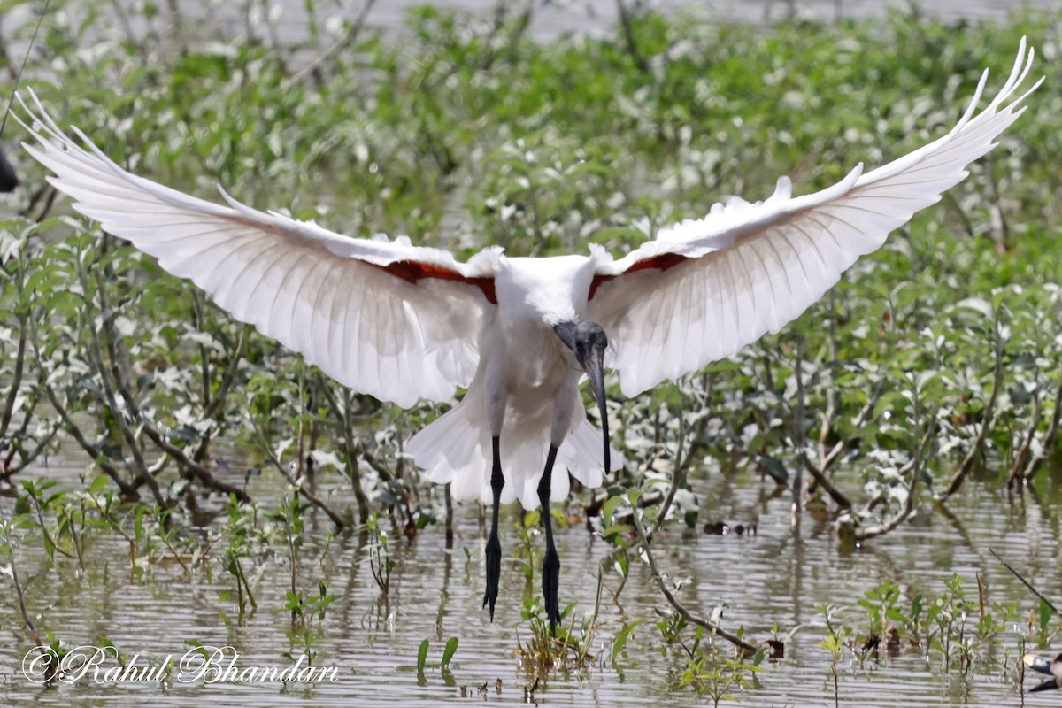 Black-headed Ibis - ML620678837