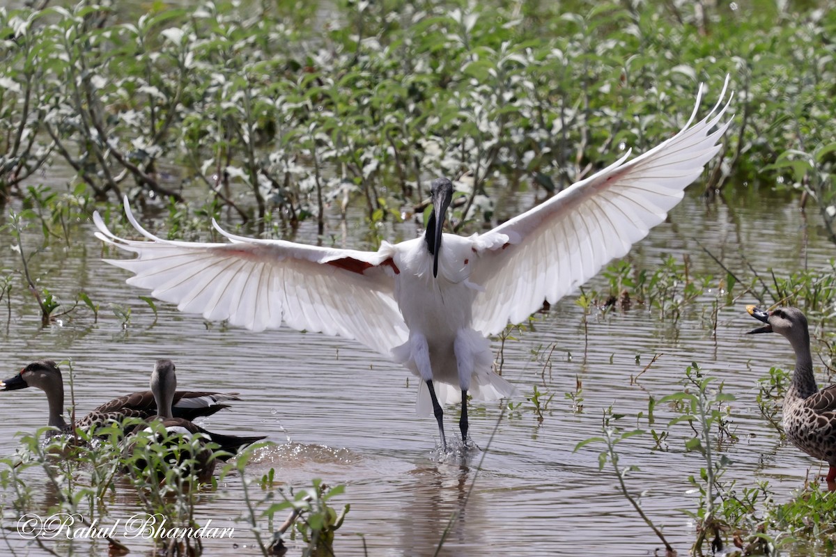 Black-headed Ibis - ML620678838