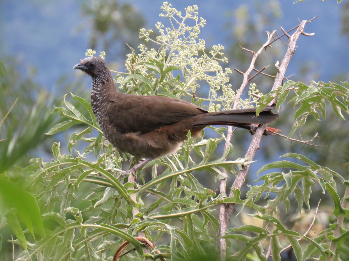 Speckled Chachalaca (Speckled) - ML620678848