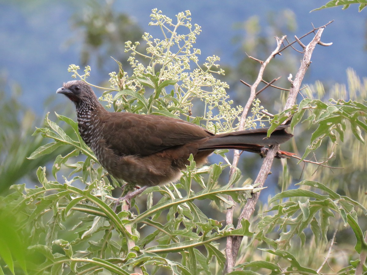 Chachalaca Moteada (guttata/subaffinis) - ML620678849