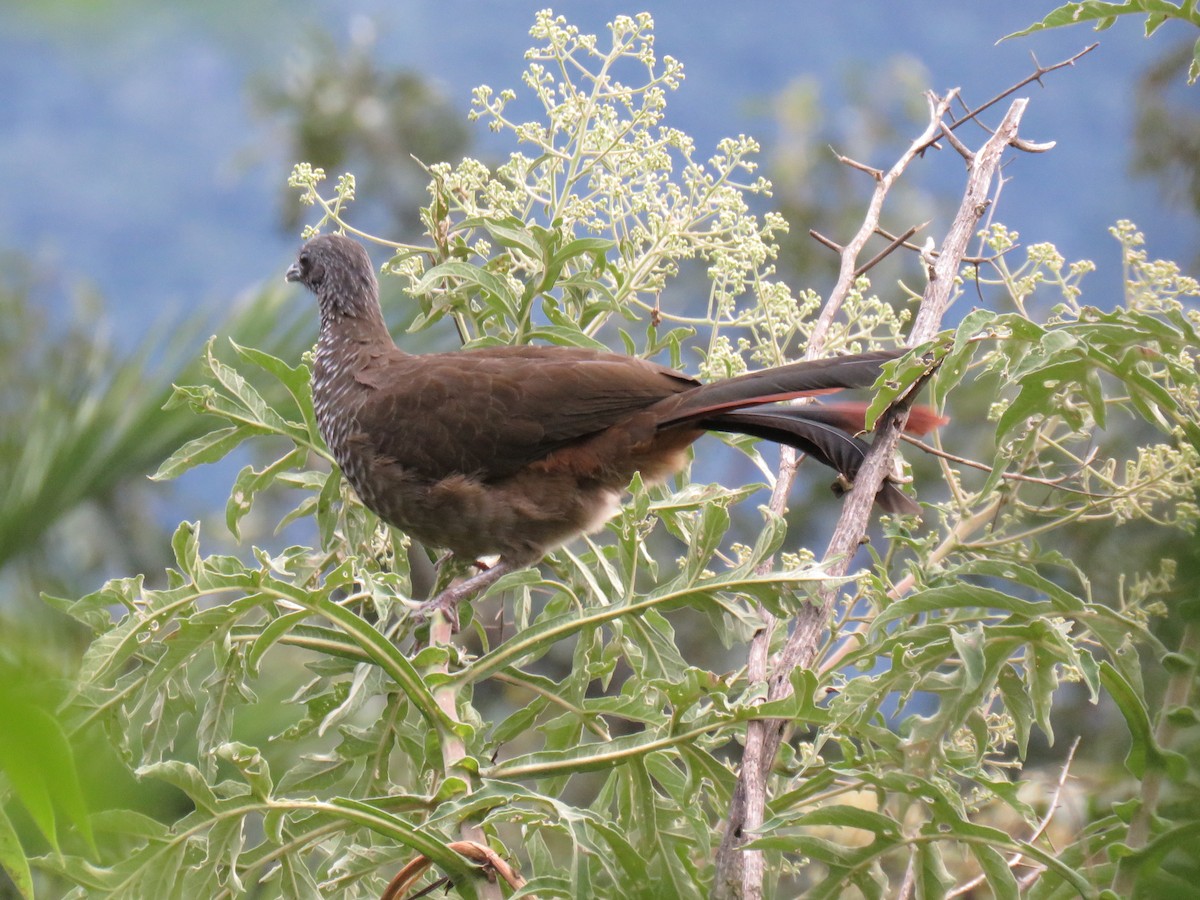Speckled Chachalaca (Speckled) - ML620678850