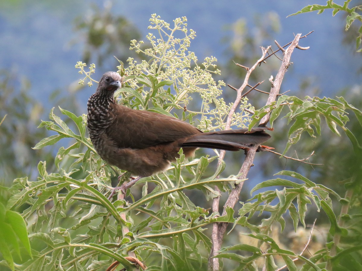 Speckled Chachalaca (Speckled) - ML620678851