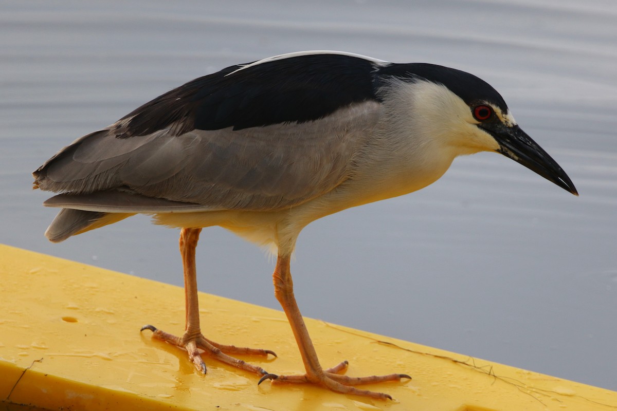 Black-crowned Night Heron - ML620678859