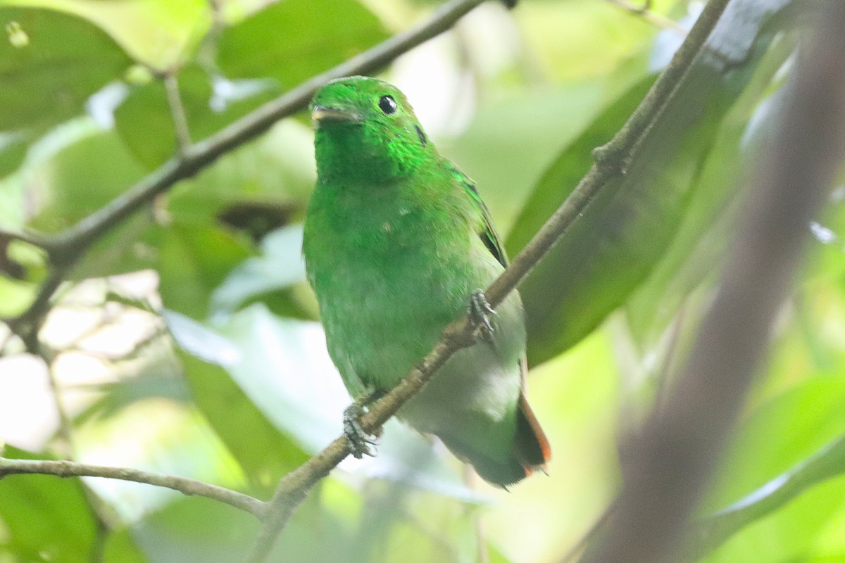 Green Broadbill - ML620678864