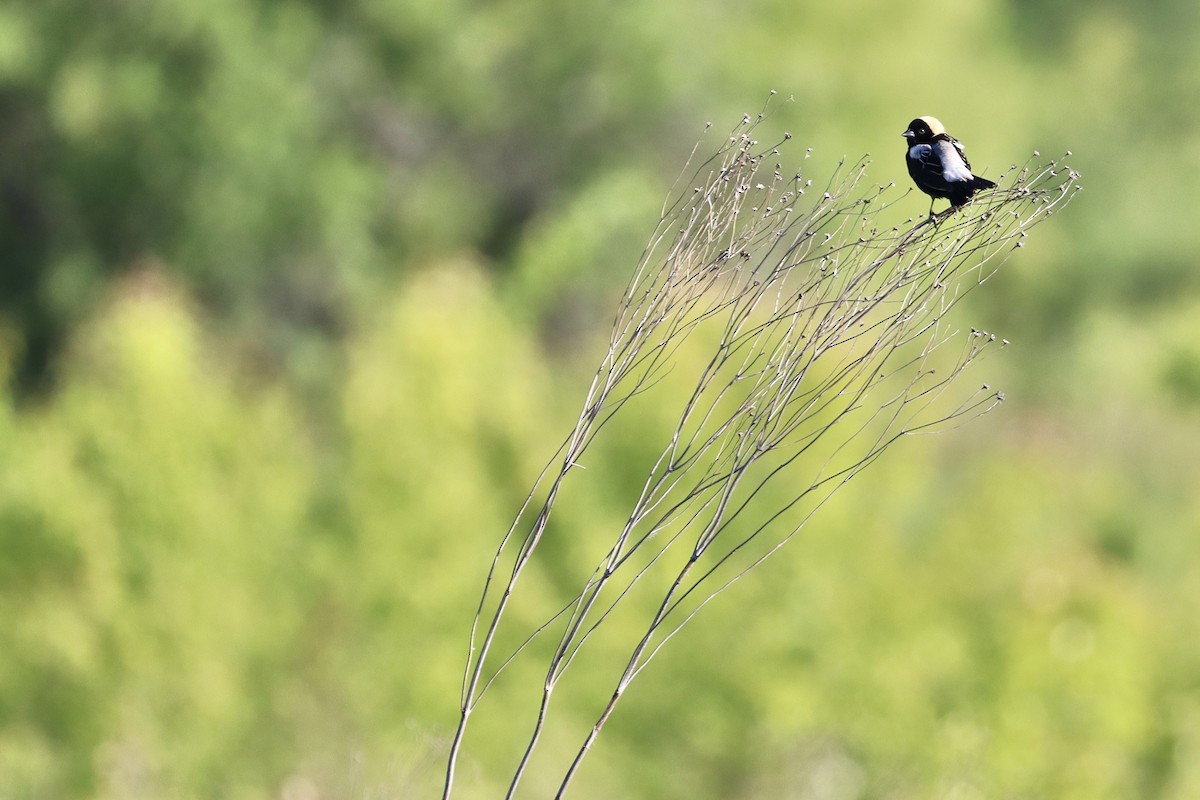 bobolink americký - ML620678870