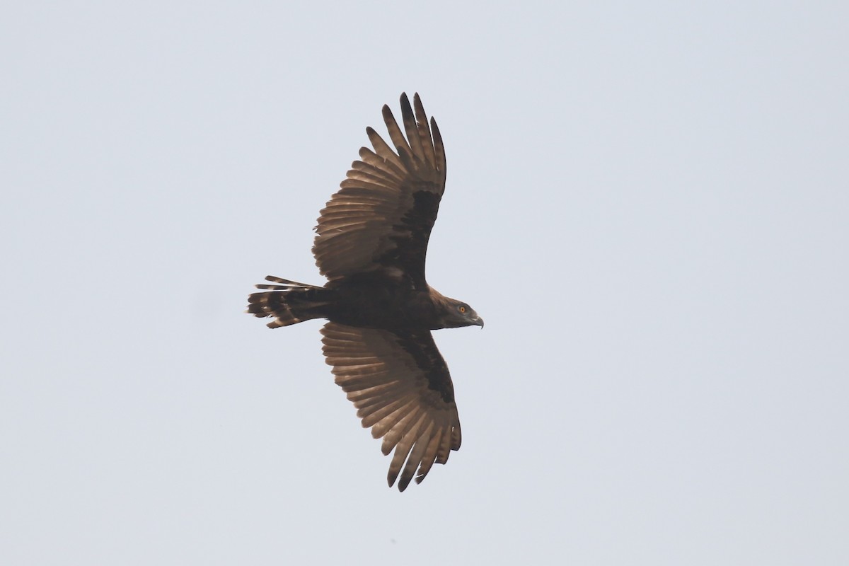 Brown Snake-Eagle - ML620678873