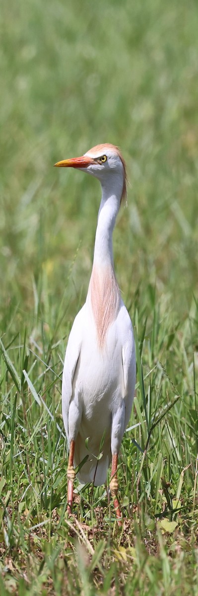 Western Cattle Egret - ML620678876