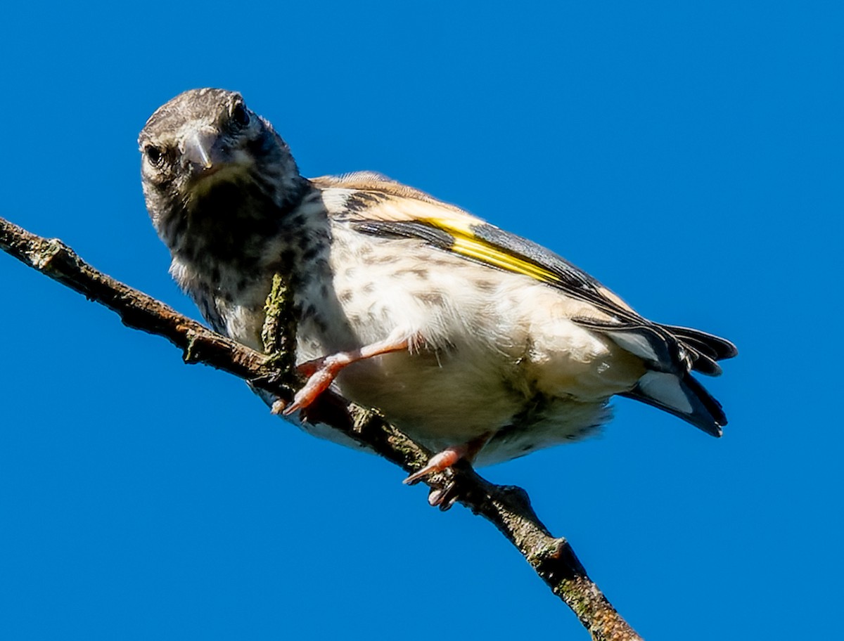 Chardonneret élégant - ML620678877