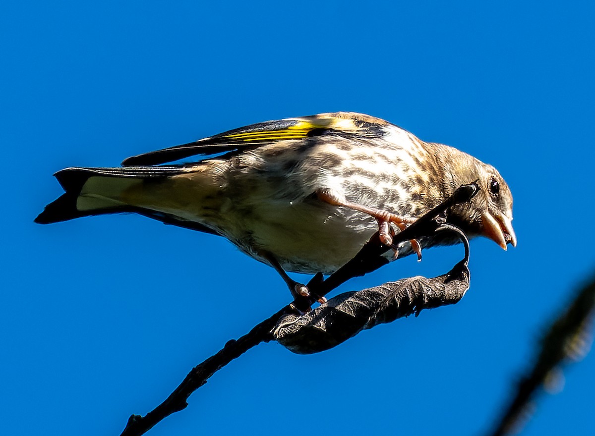 European Goldfinch - Alexander Naumov