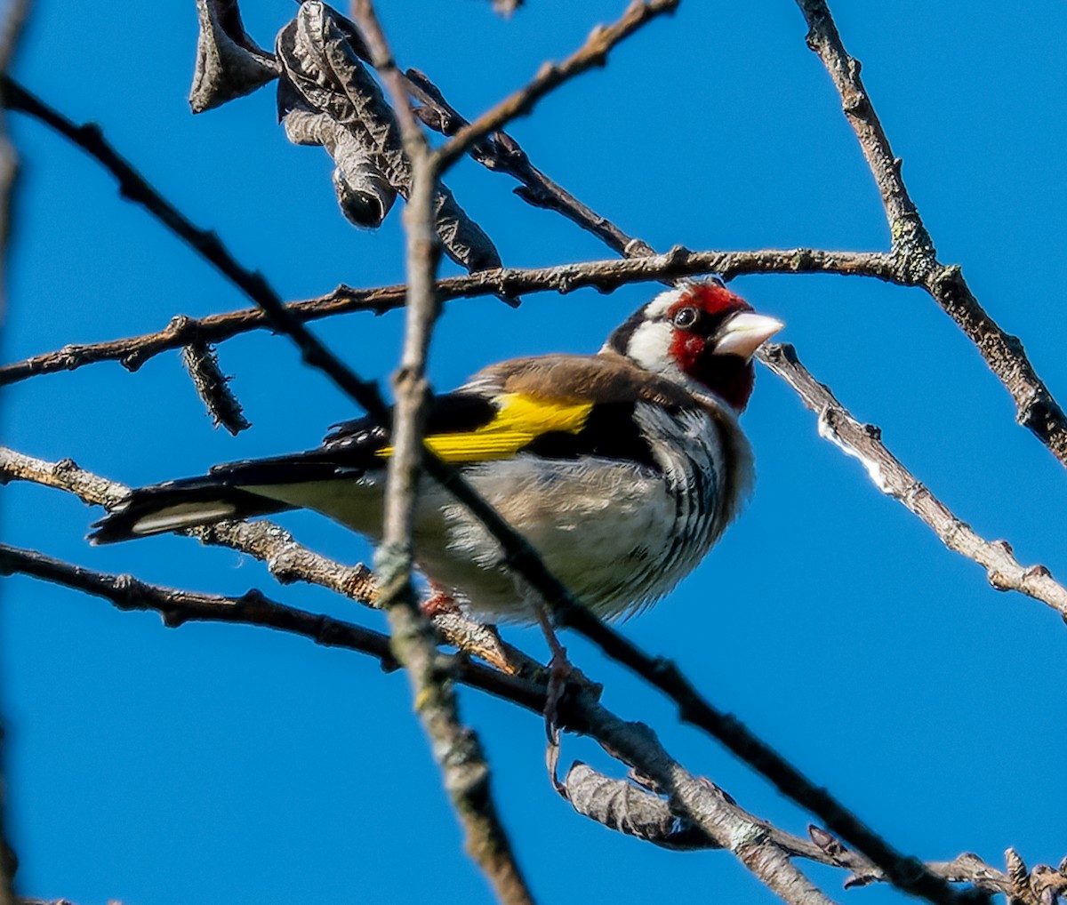 Chardonneret élégant - ML620678879