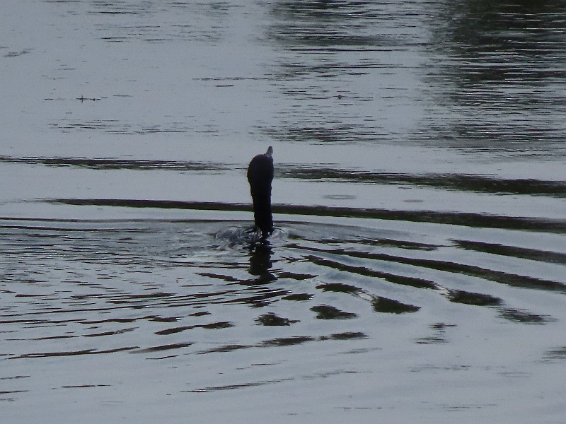 Double-crested Cormorant - ML620678880