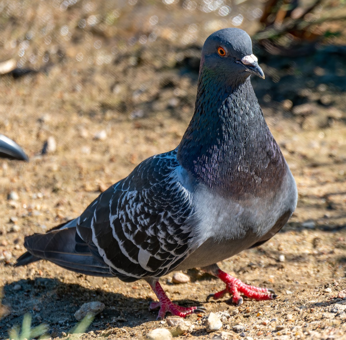 Rock Pigeon - ML620678882