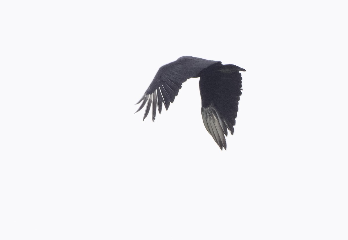Black Vulture - ML620678885