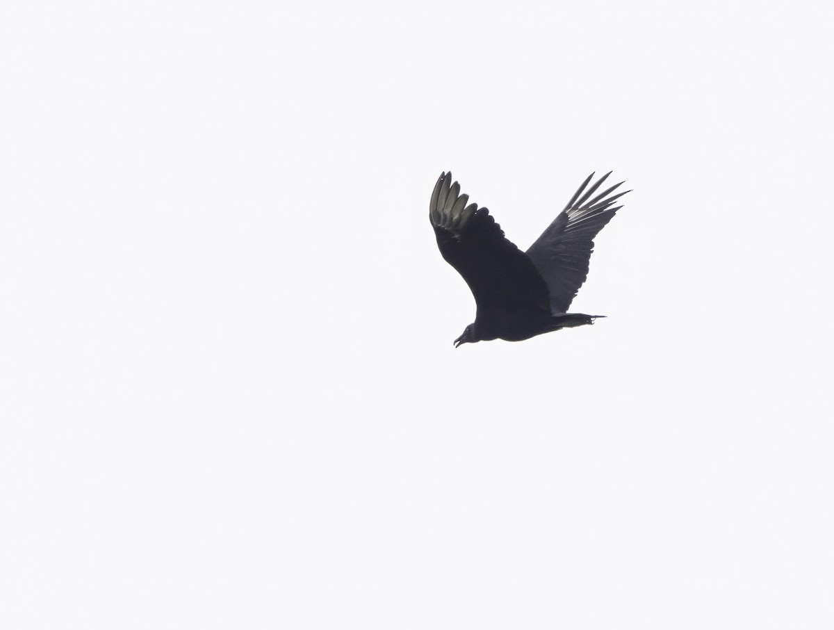 Black Vulture - ML620678886