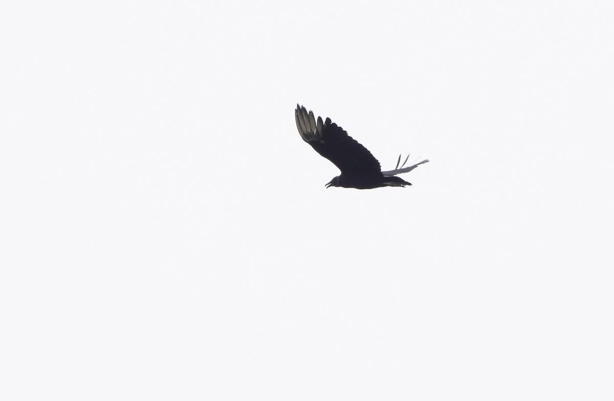 Black Vulture - ML620678887