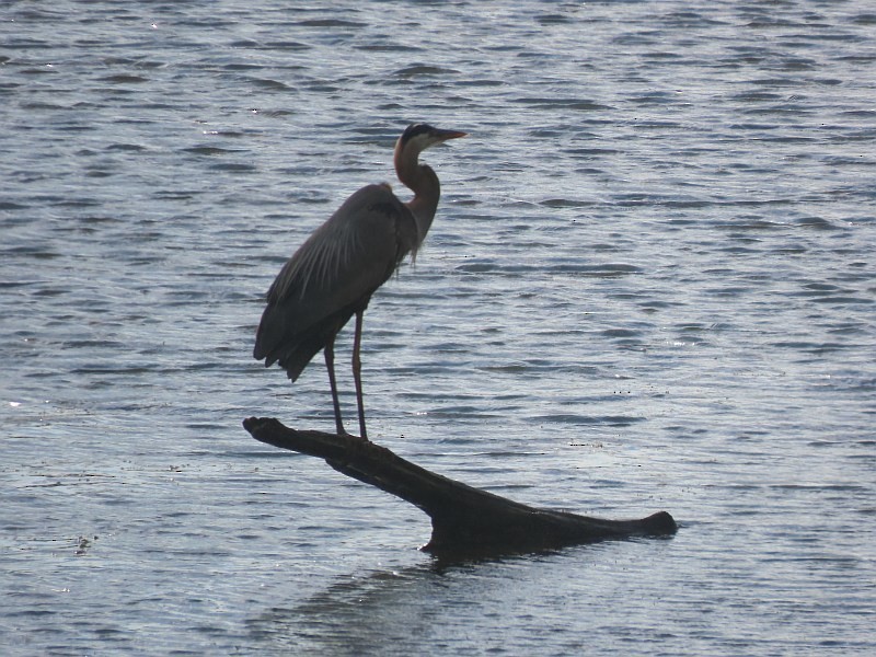 Great Blue Heron - ML620678890