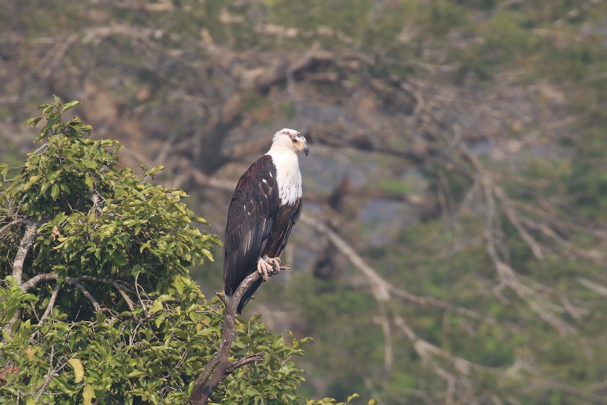 African Fish-Eagle - ML620678891