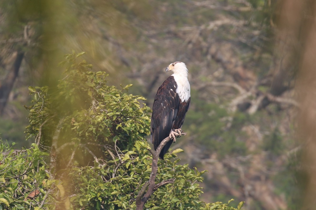 African Fish-Eagle - ML620678892