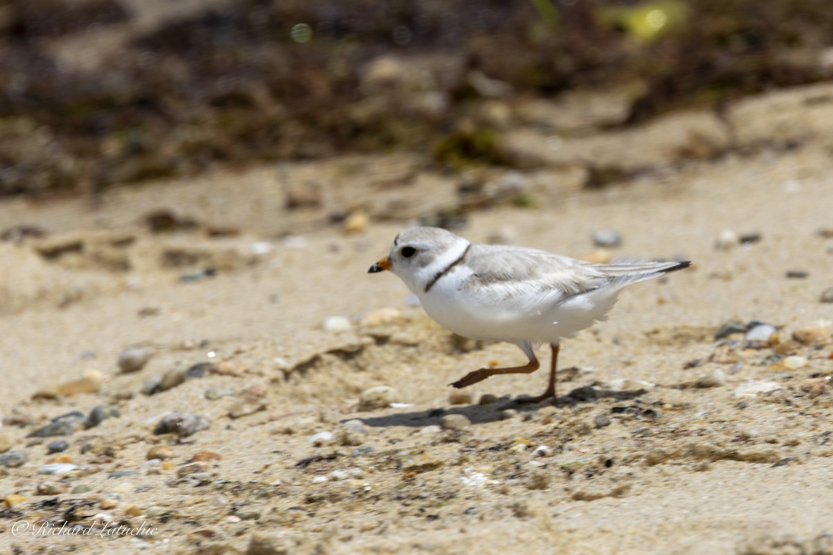 Piping Plover - ML620678893