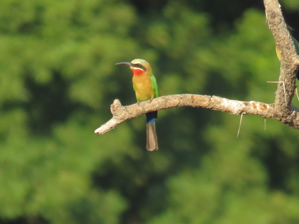 White-fronted Bee-eater - ML620678895