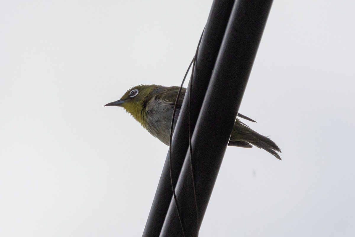 Warbling White-eye - ML620678898