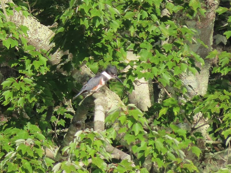 Belted Kingfisher - Tracy The Birder