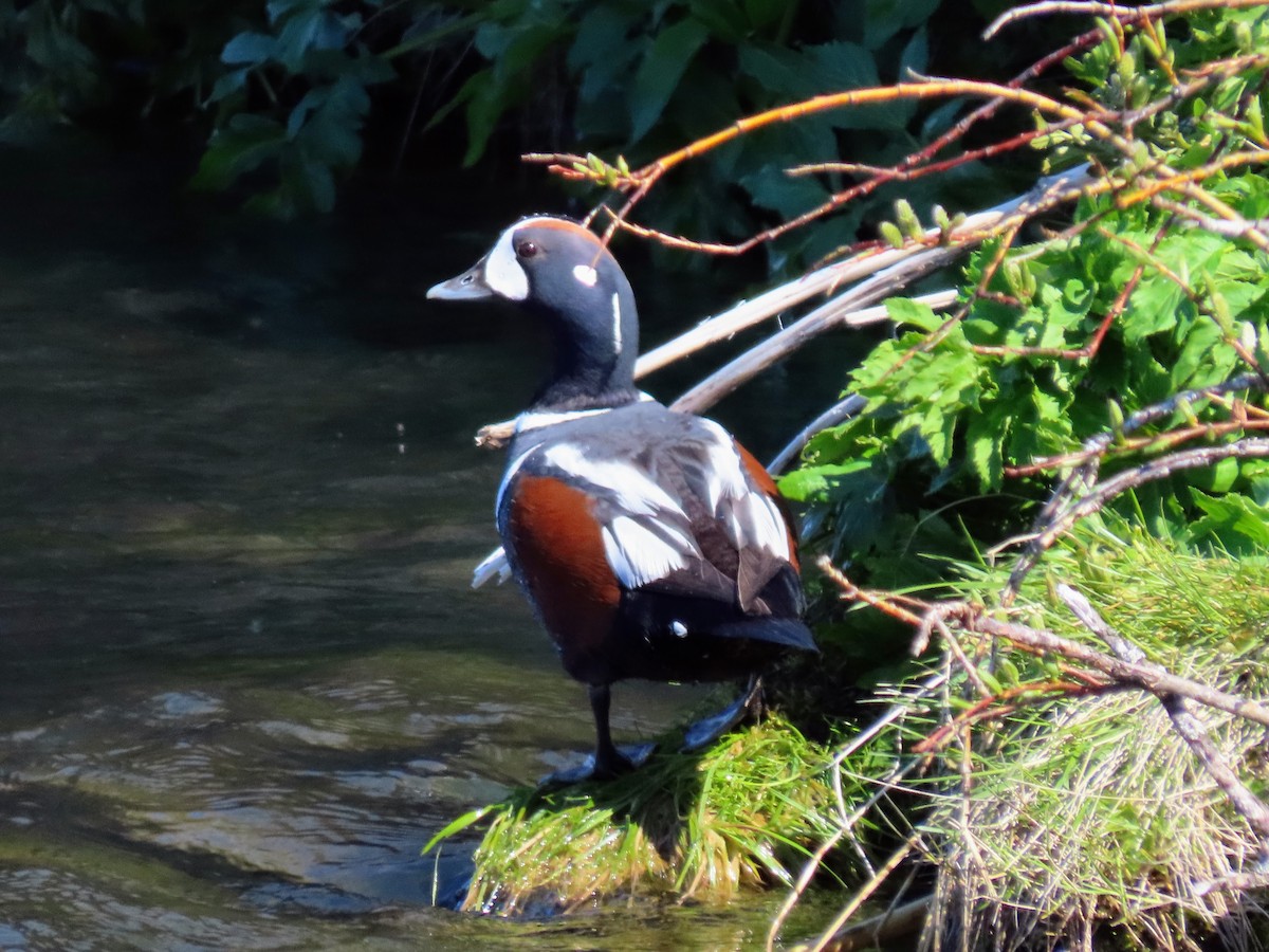 Harlequin Duck - ML620678905