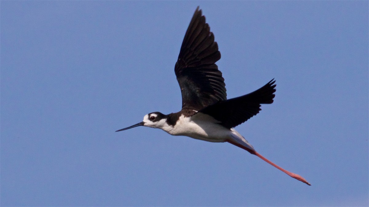 Black-necked Stilt - ML620678906