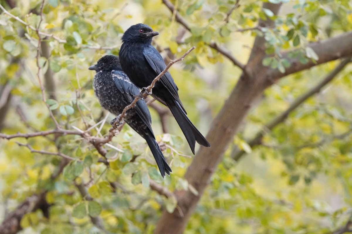 drongo africký - ML620678911