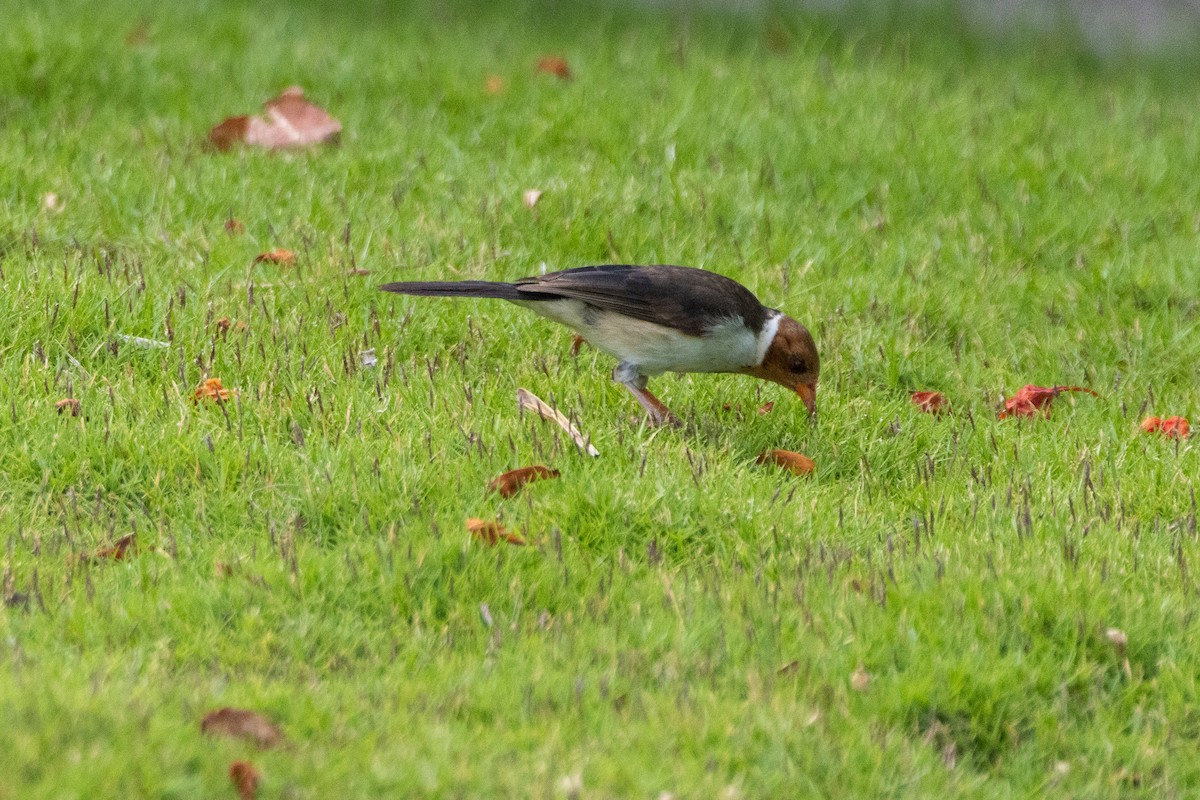 Yellow-billed Cardinal - ML620678912