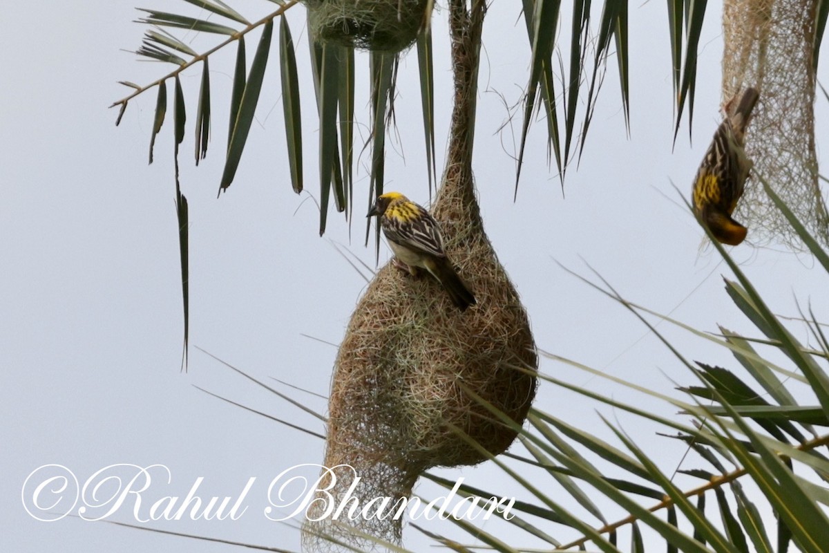 Baya Weaver - ML620678918