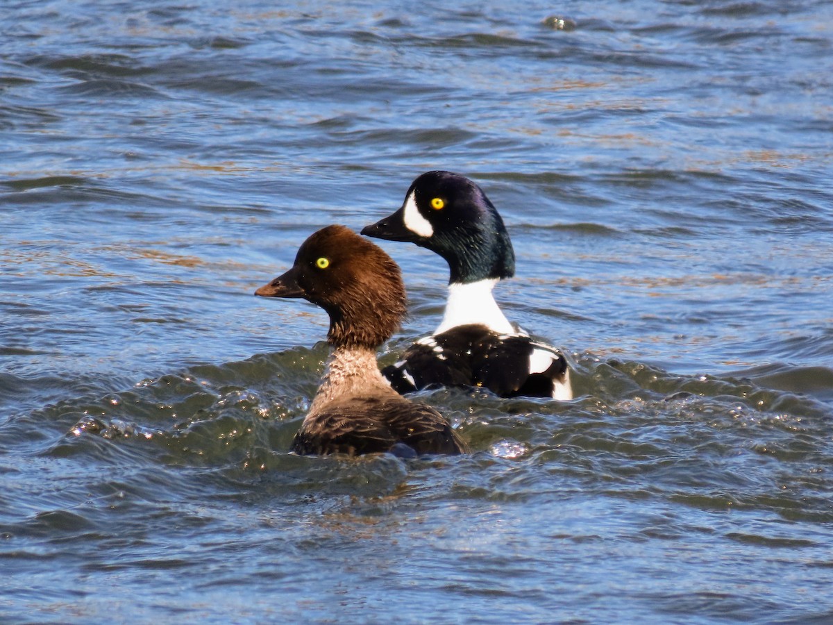 Barrow's Goldeneye - ML620678919