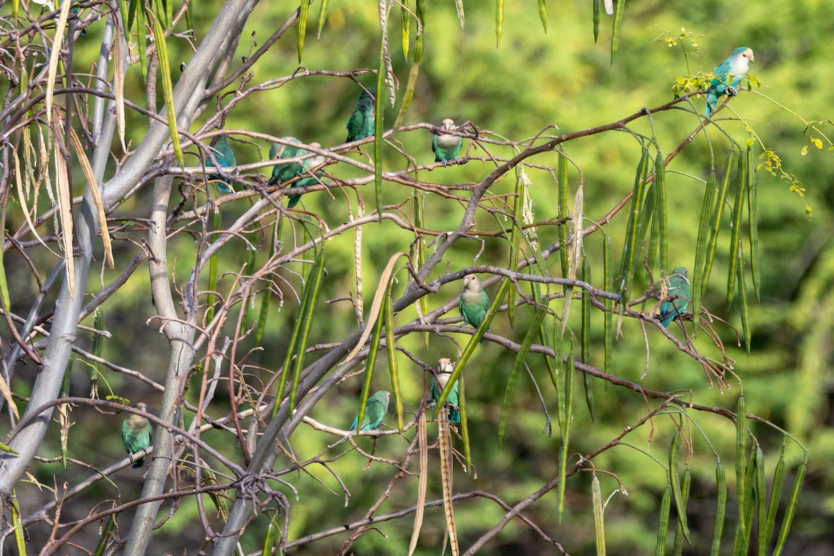 Rosy-faced Lovebird - ML620678921