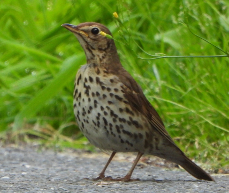 Song Thrush - ML620678922