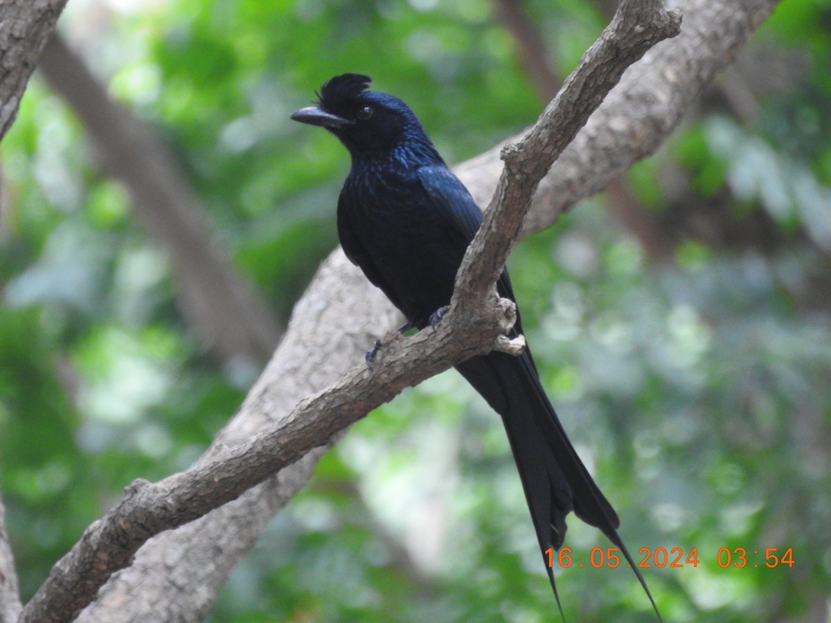 Greater Racket-tailed Drongo - ML620678923