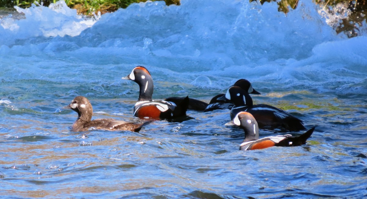 Harlequin Duck - ML620678924