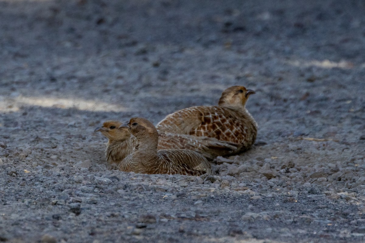 Gray Francolin - ML620678931