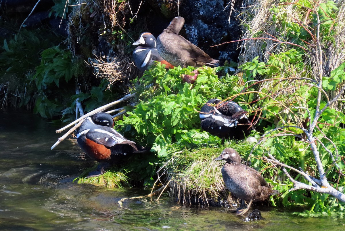 Harlequin Duck - ML620678932