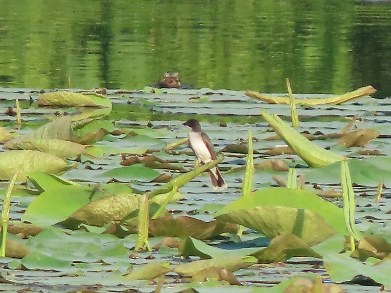 Eastern Kingbird - ML620678939