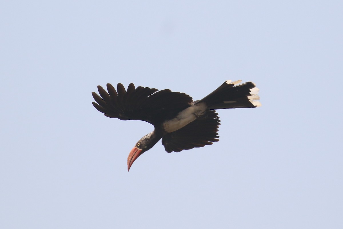 Crowned Hornbill - Fikret Ataşalan