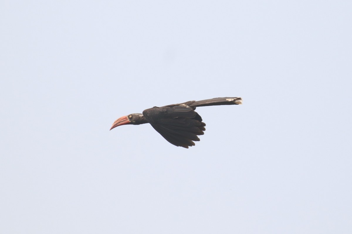 Crowned Hornbill - Fikret Ataşalan