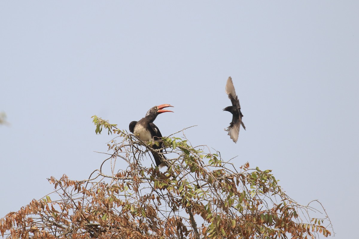 Crowned Hornbill - ML620678947