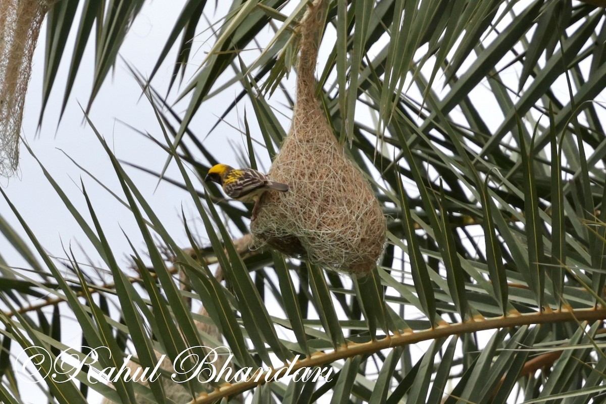 Baya Weaver - Rahul Bhandari