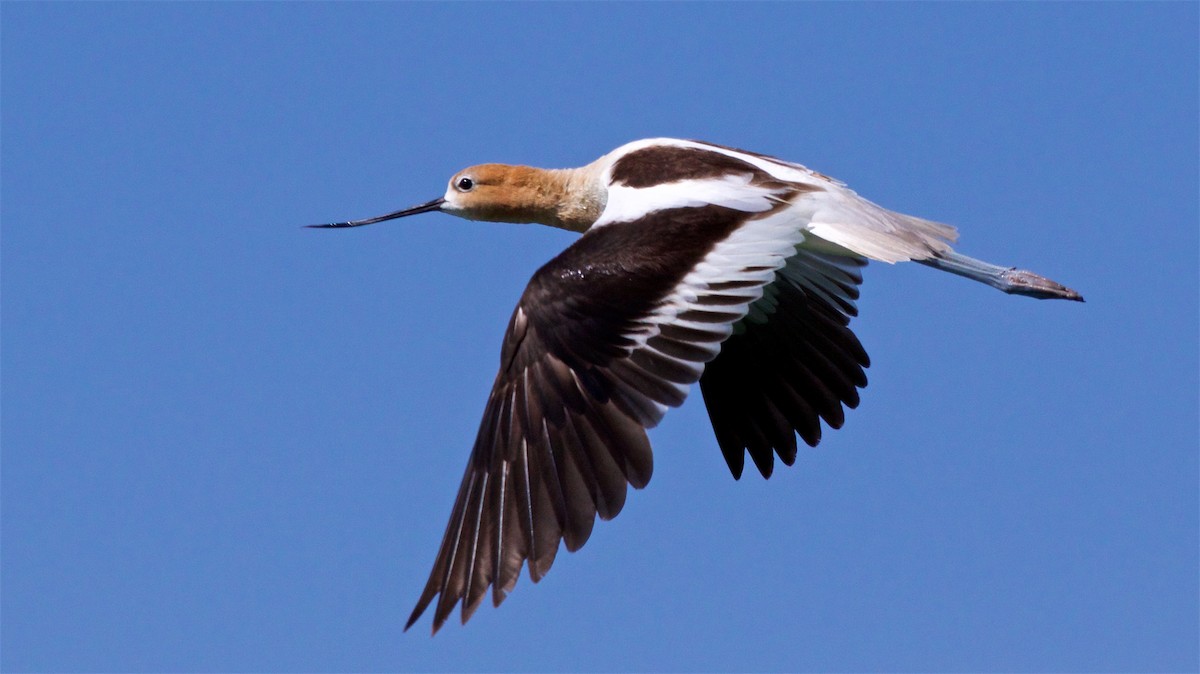 Avoceta Americana - ML620678950